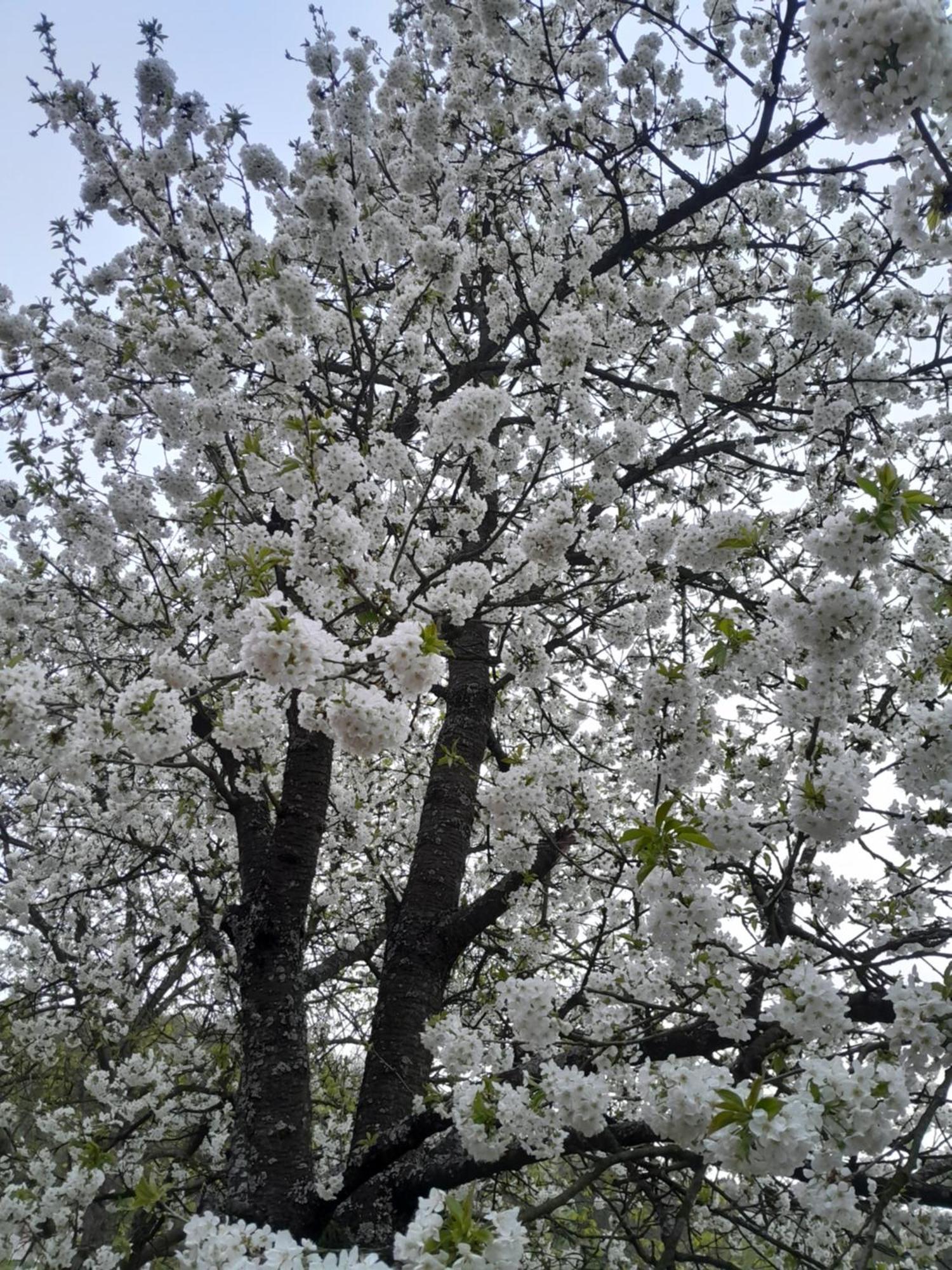 Dolores Tesanj Buitenkant foto