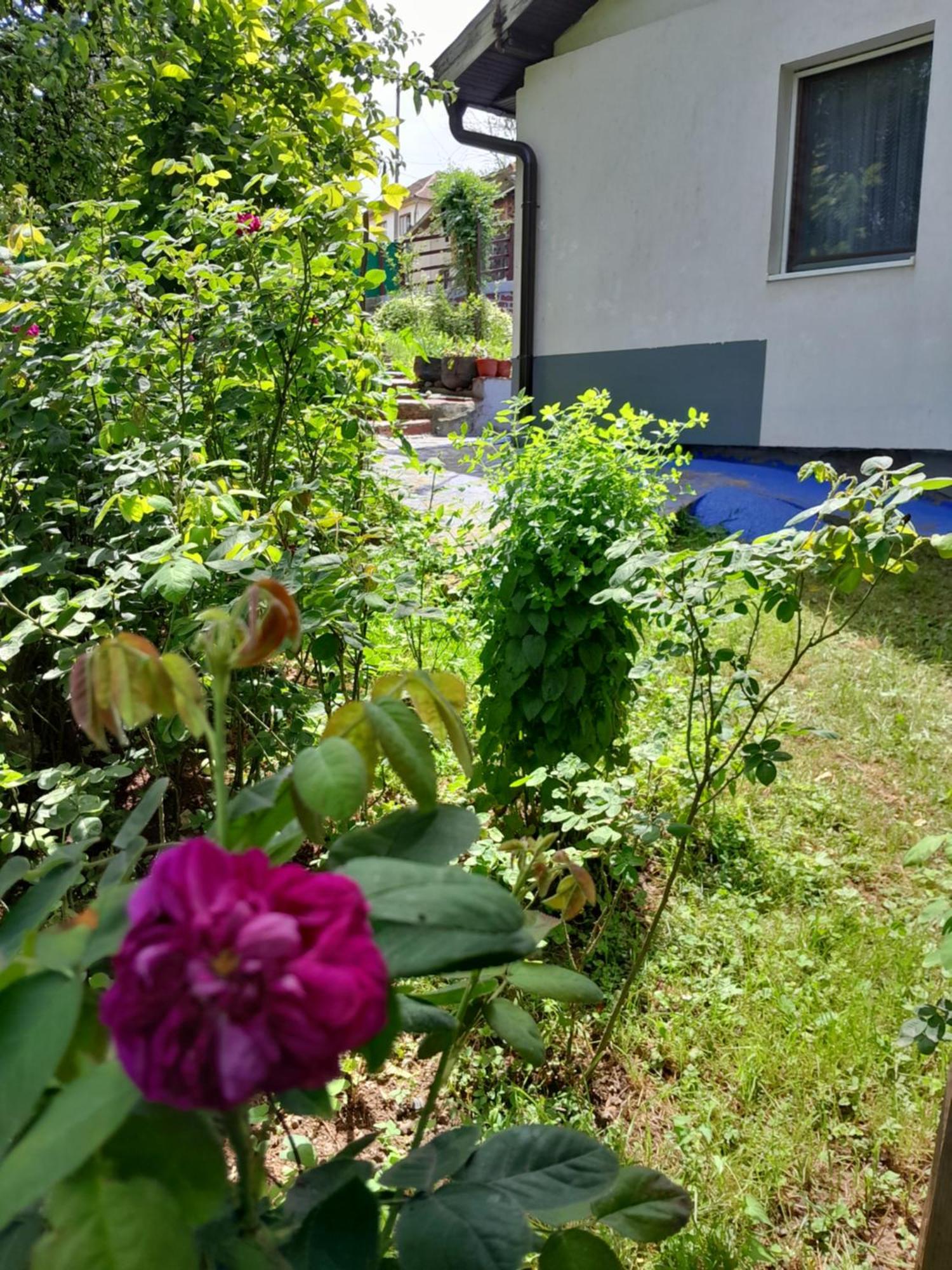 Dolores Tesanj Buitenkant foto