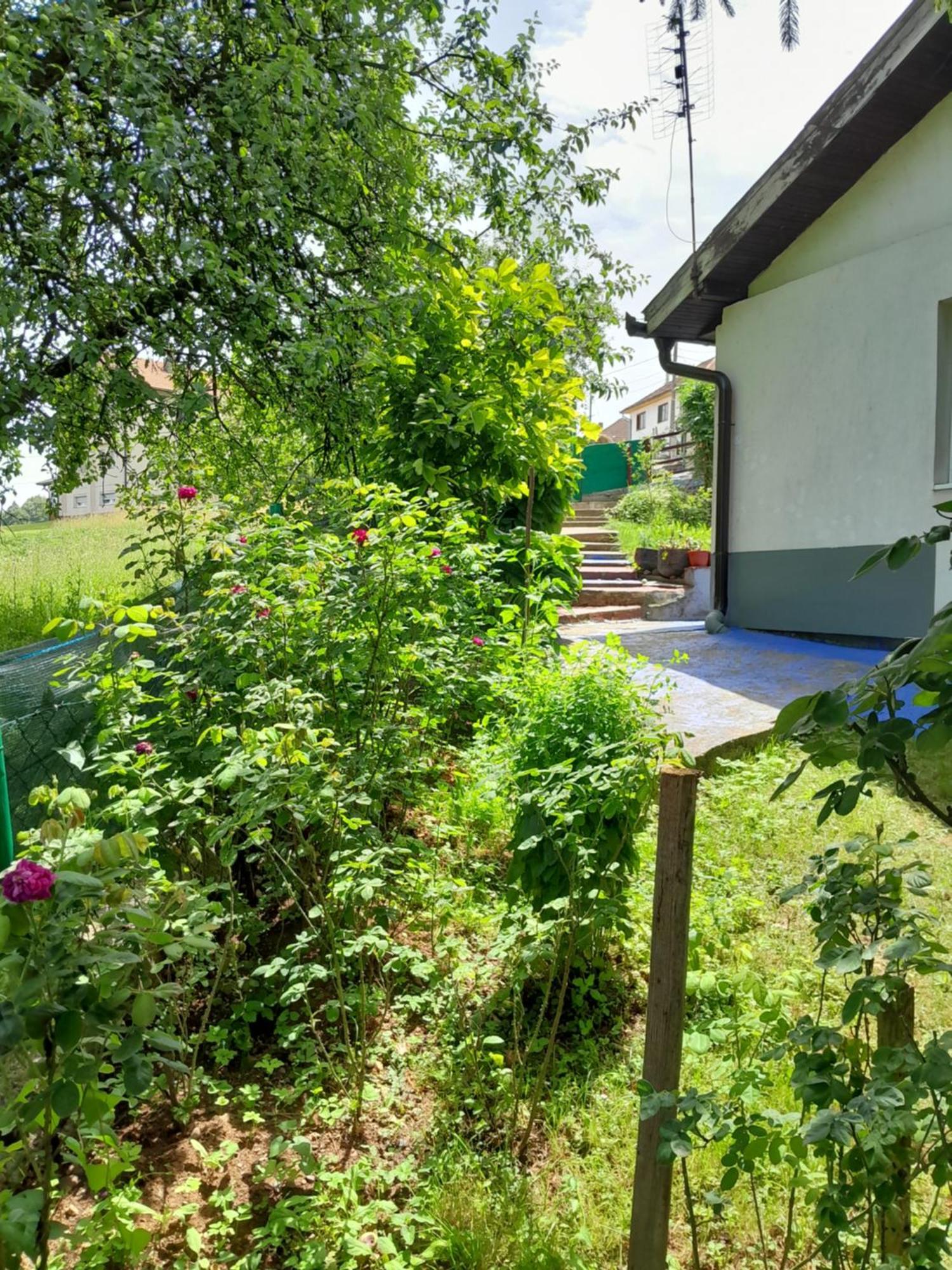 Dolores Tesanj Buitenkant foto